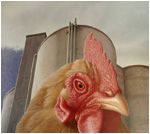 Industrial Chicken